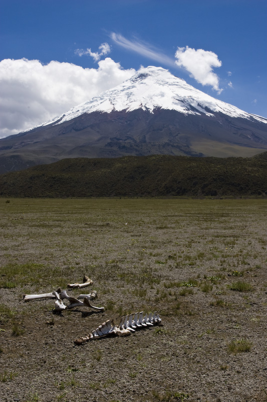 Llama Skeleton And Cotopaxi